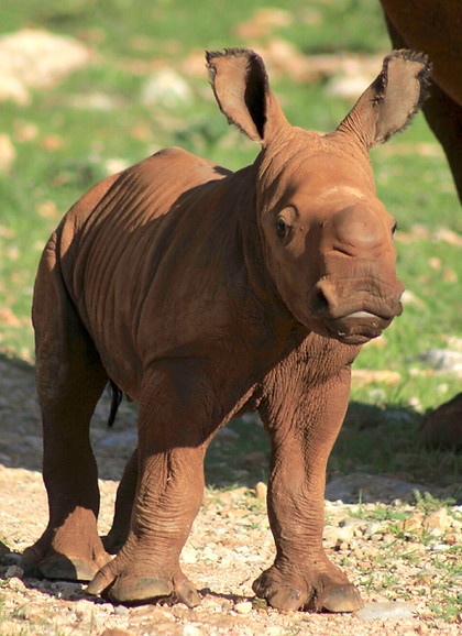 baby rhino copy_edited.jpg