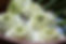 S__141787250.jpg