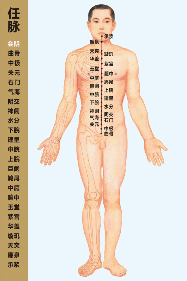 人体任脉督脉穴位