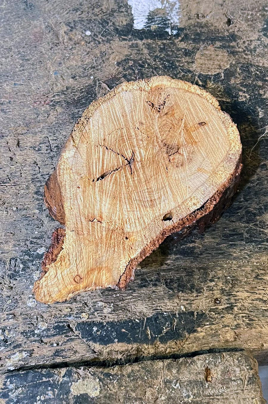 Miniature : Support déco tranche d’arbre en Bois Massif vernis