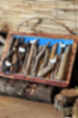 Cadre et scène dans le pin massif avec bois flotté et oiseaux marins