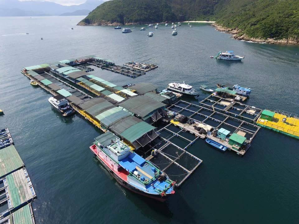Kau Sai Wan Raft 滘西灣魚排 (3635平方米)