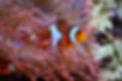 anemone-fish-1496866_1920.jpg