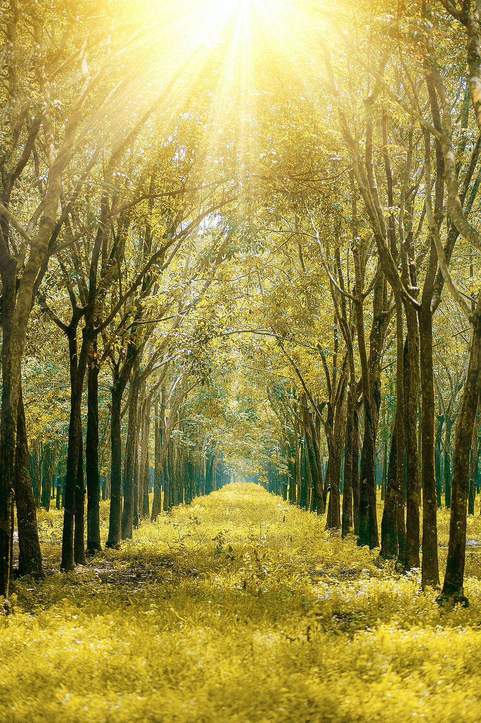 A Walk to the Forest