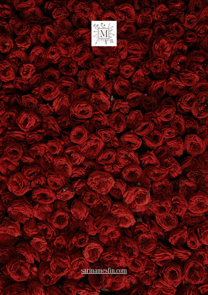 Red roses densely packed, creating a vibrant floral backdrop. A white logo with an "M" and "sarinafesfin.com" text is visible.