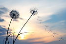Dandelion at Sunset