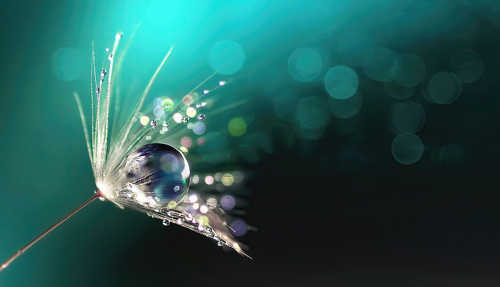 Dew Waterdrop on Dandelion Seed