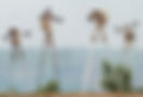 Pende Stilt Walkers, D.R. Congo