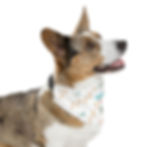 Thumbnail: Pet Bandana Collar "Barking Mad"