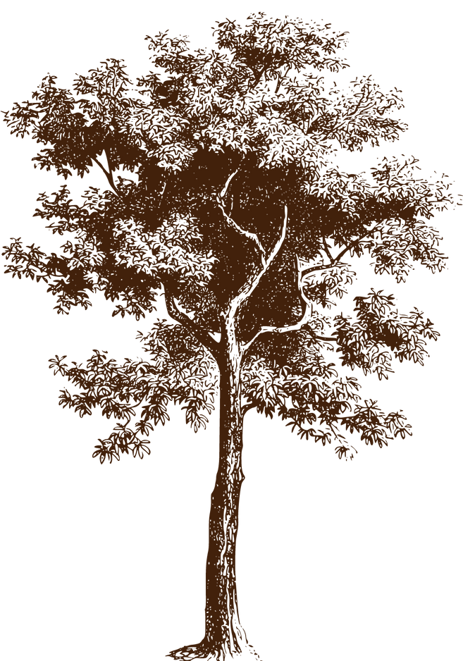 arbol.png