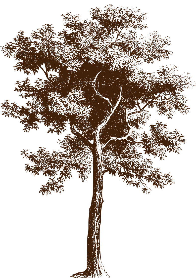 arbol.png