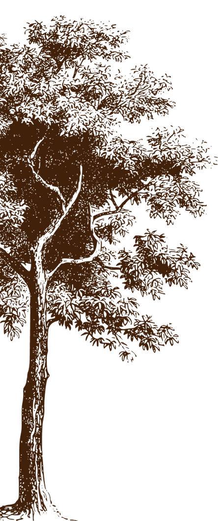 arbol.png