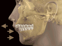 Jaws.webp