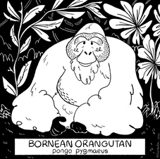 08-02-2022 - Bornean Orangutan.PNG