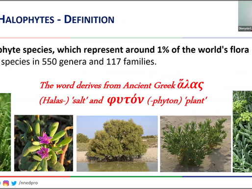 Reframing Halophytes: Their Emerging Role in Functional Food Systems and Nutrition
