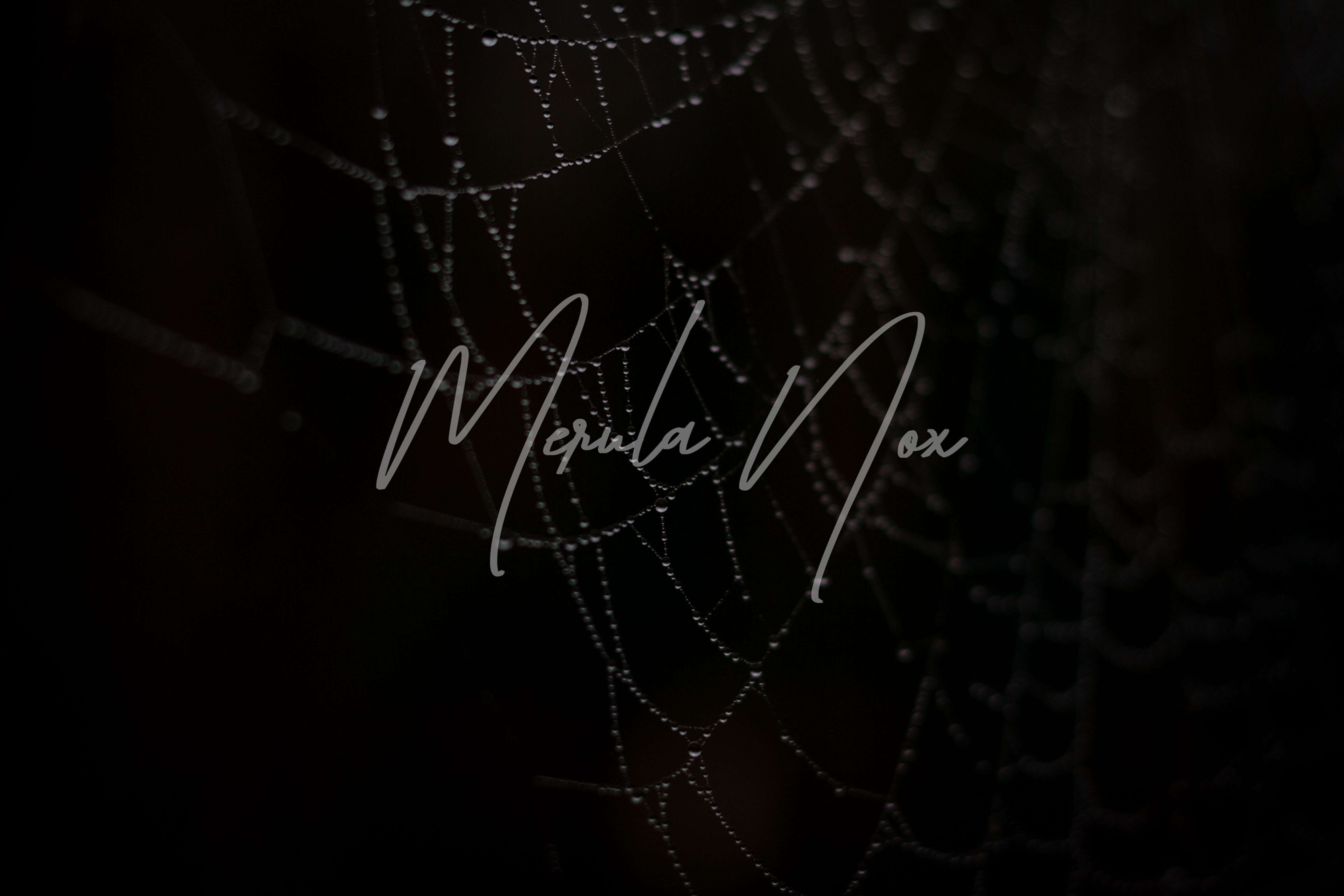 Morning Dew on Cobweb with dark background.