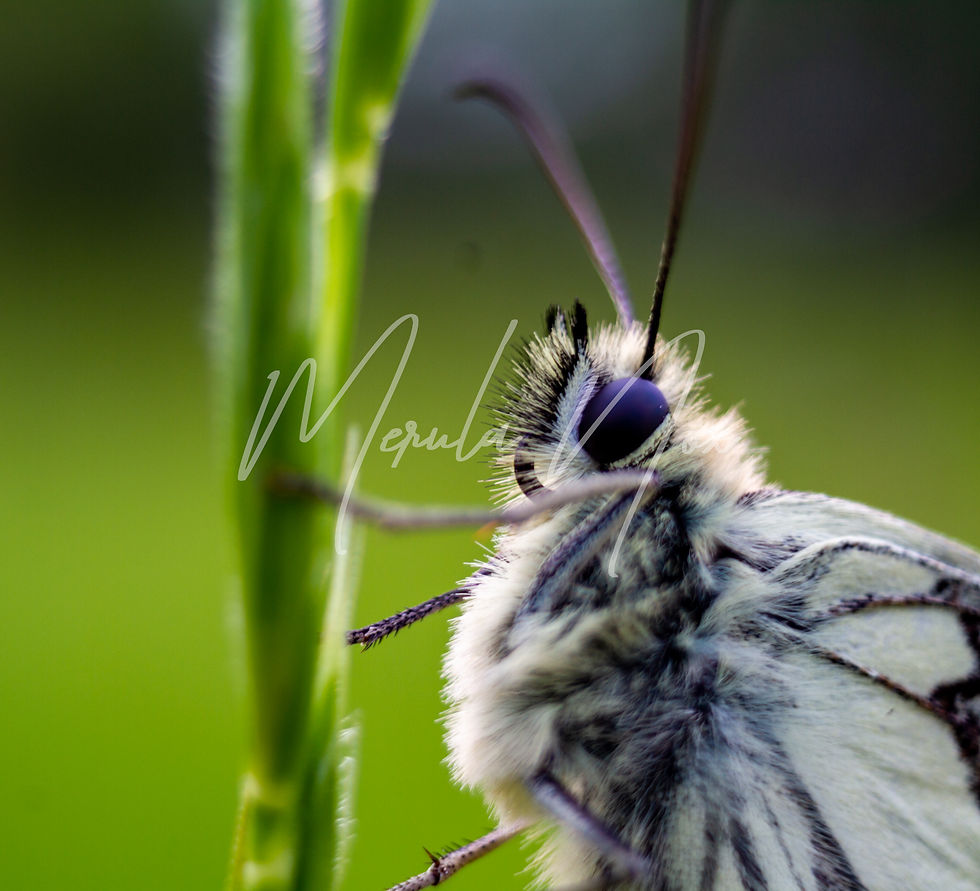 A macro shot of a Marbled White Butterfly
