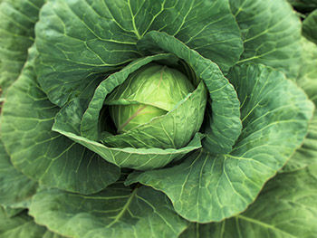 cabbage.jpg