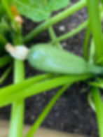 IMG_8432.jpeg