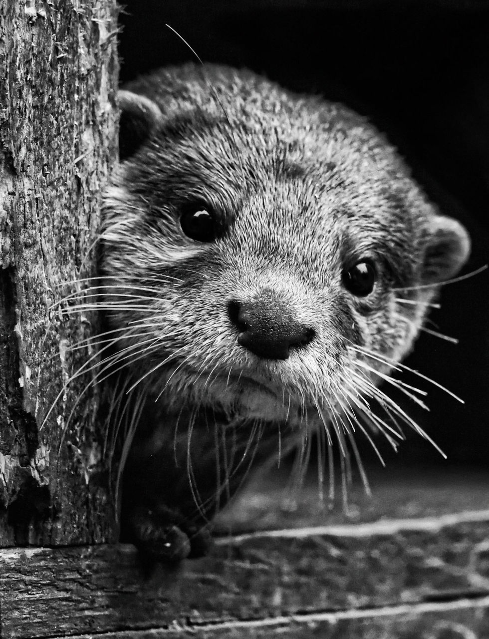 39_13_12_14_lld_C'est qui