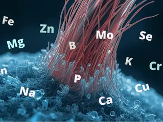 Common Hair Mineral Analysis Myths