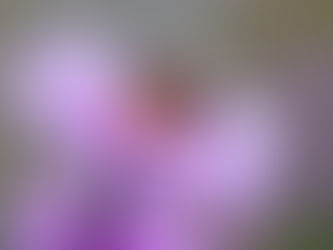 Bee is for Biodiversity