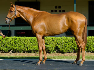 Back-to-Back Weekend Stake Wins for Alistair Roden Bloodstock!