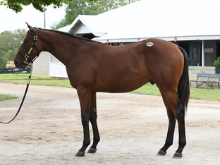 Private Purchase Hip # 385 Uncle Mo / Secret File colt sold for $900k at Keeneland on Tuesday.