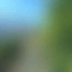 aguacates valle de lecrin