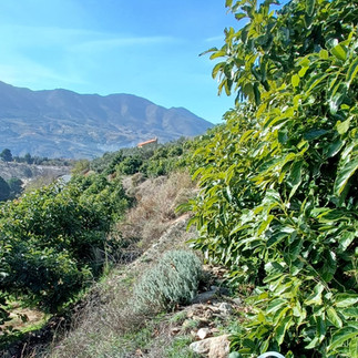 aguacates valle de lecrin