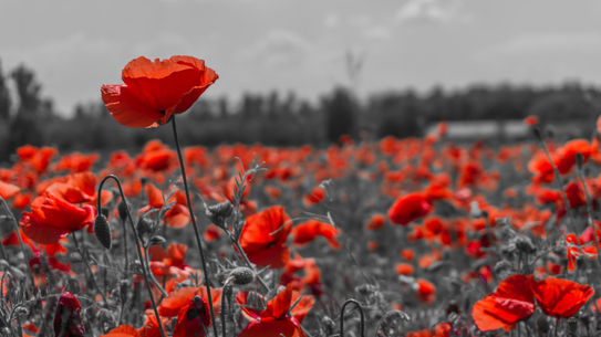 In Flanders Fields 