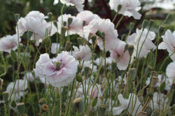 Amazing Grey poppies