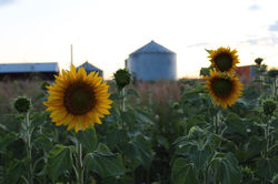 Sunflower field