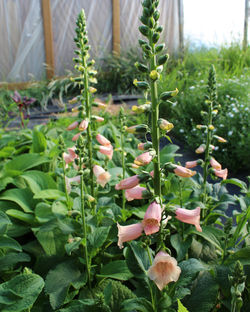 Foxglove