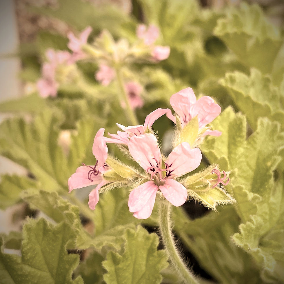 Thumbnail: Scented Geranium 'Attar of Roses'