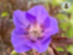 Geranium Purple Haze