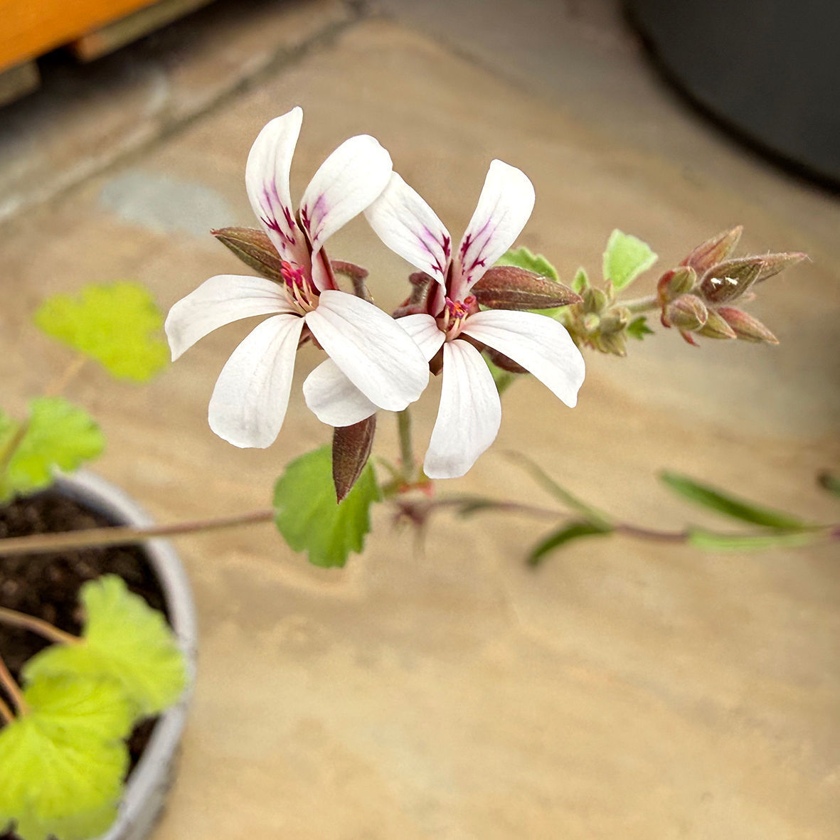 Pelargonium fragrans