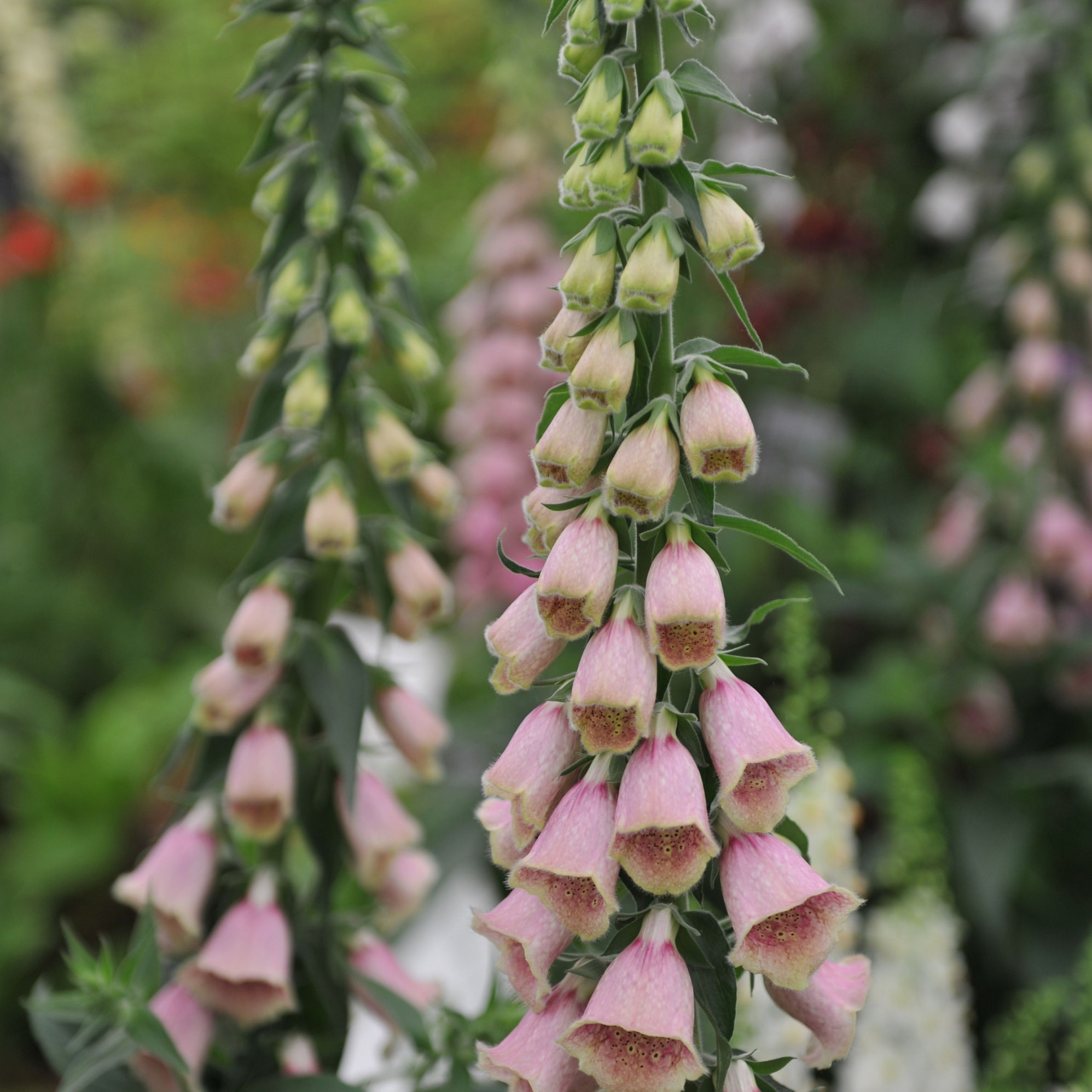 Strawberry Foxglove