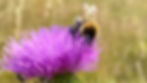 Carder on knapweed_16_9