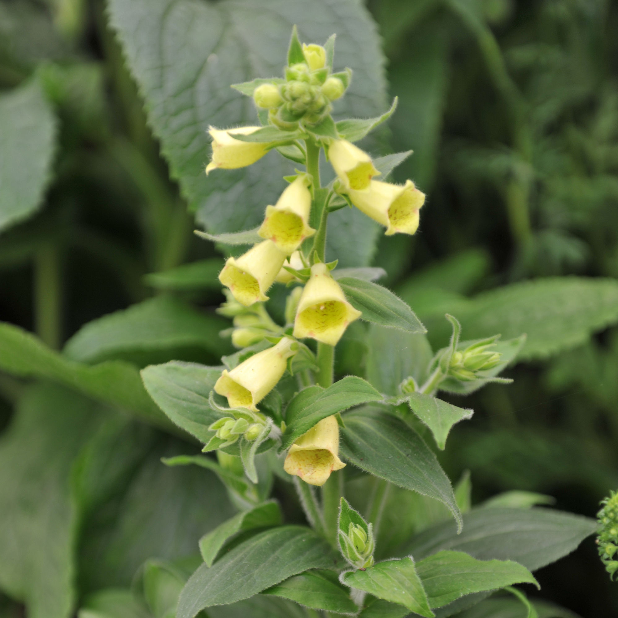 Foxglove Digitalis grandiflora 'ambigua'