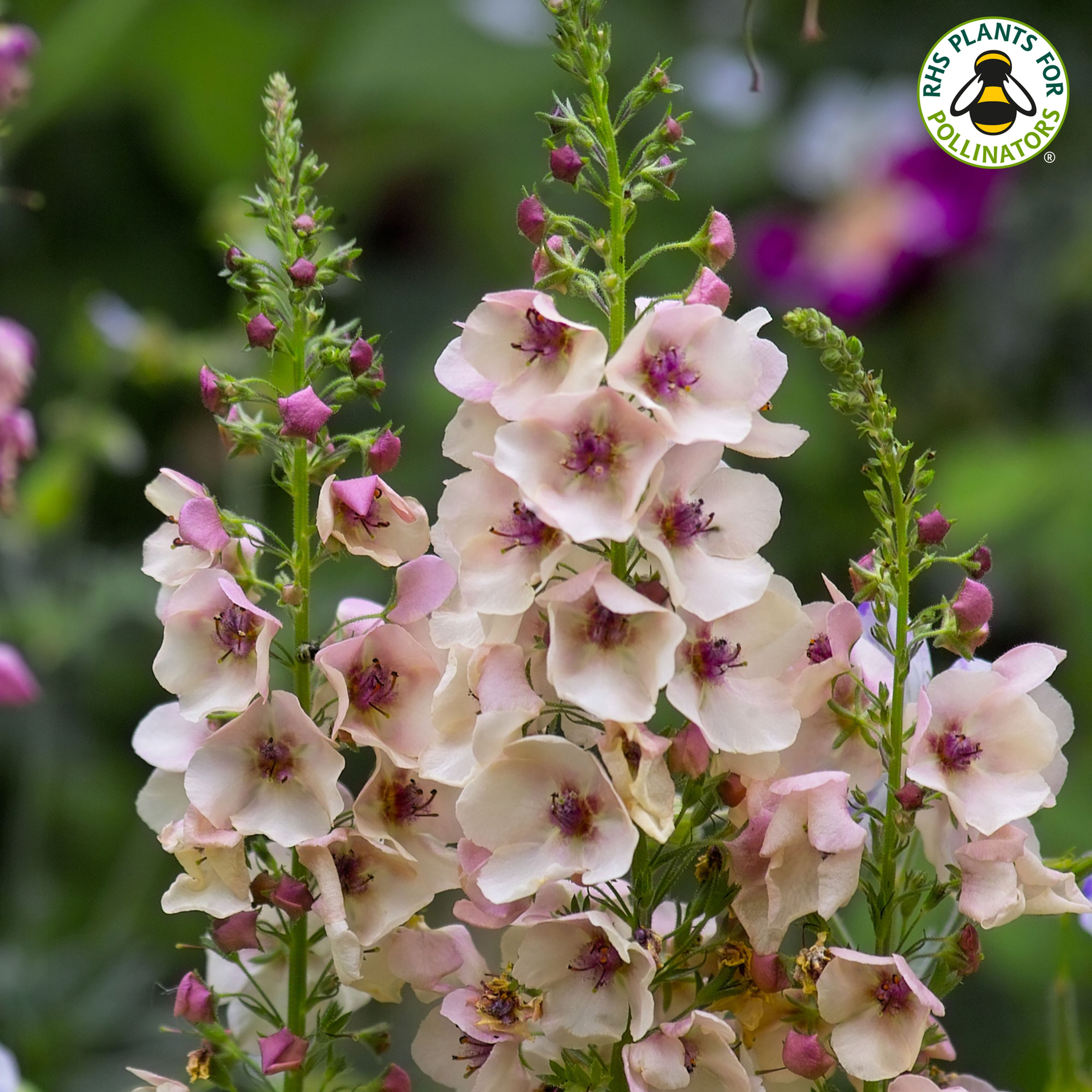 Verbascum 'Southern charm'