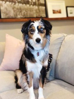 Layla - Kitt x Bastian Litter