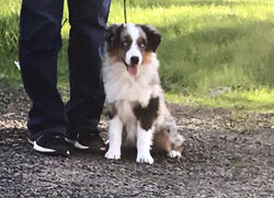 Everest - Phoenix x Thorin