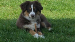 Bailey - Kitt x Throin