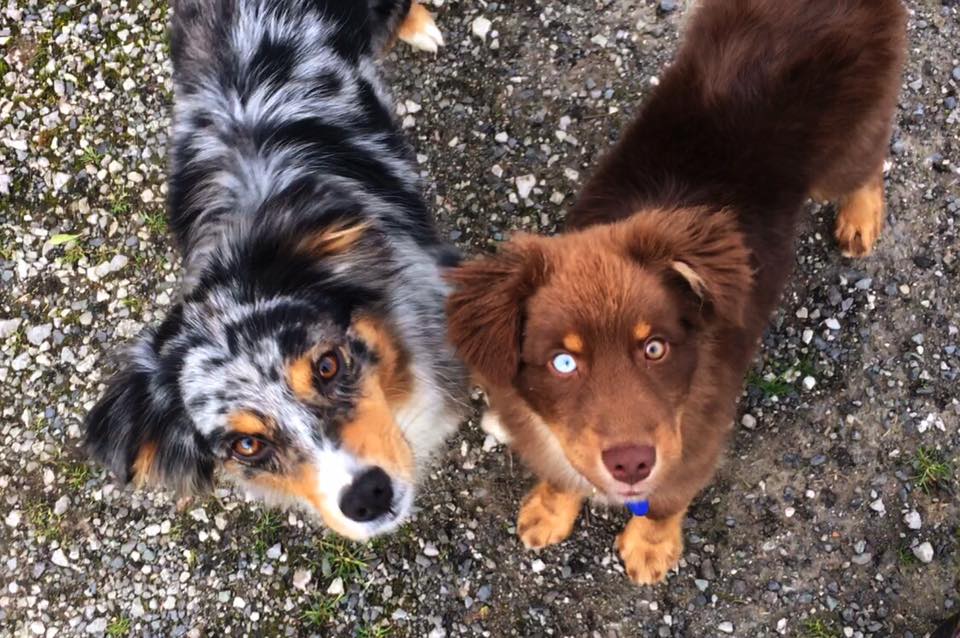 trails end mini american shepherds