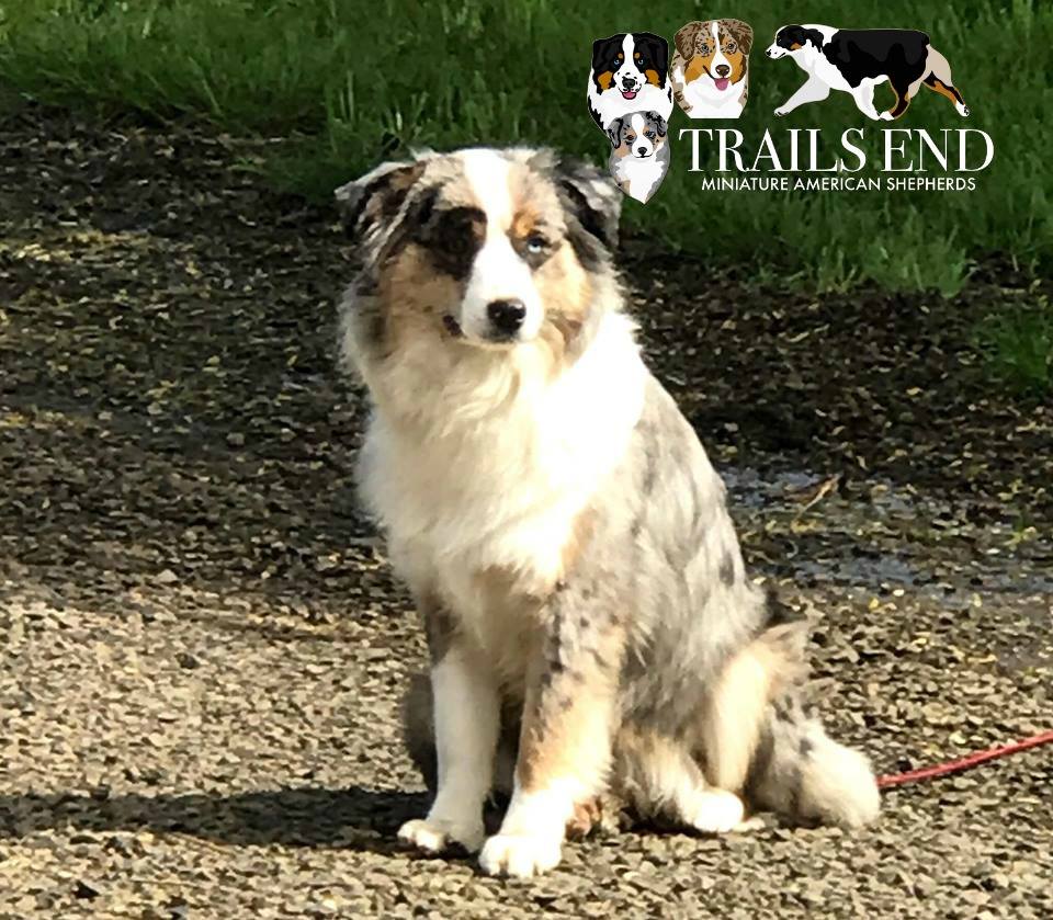 trails end mini american shepherds