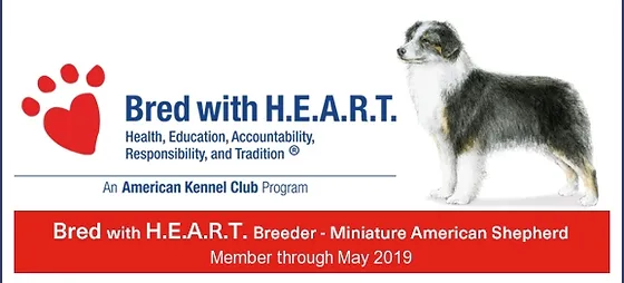 trails end mini american shepherds