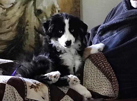 trails end mini american shepherds