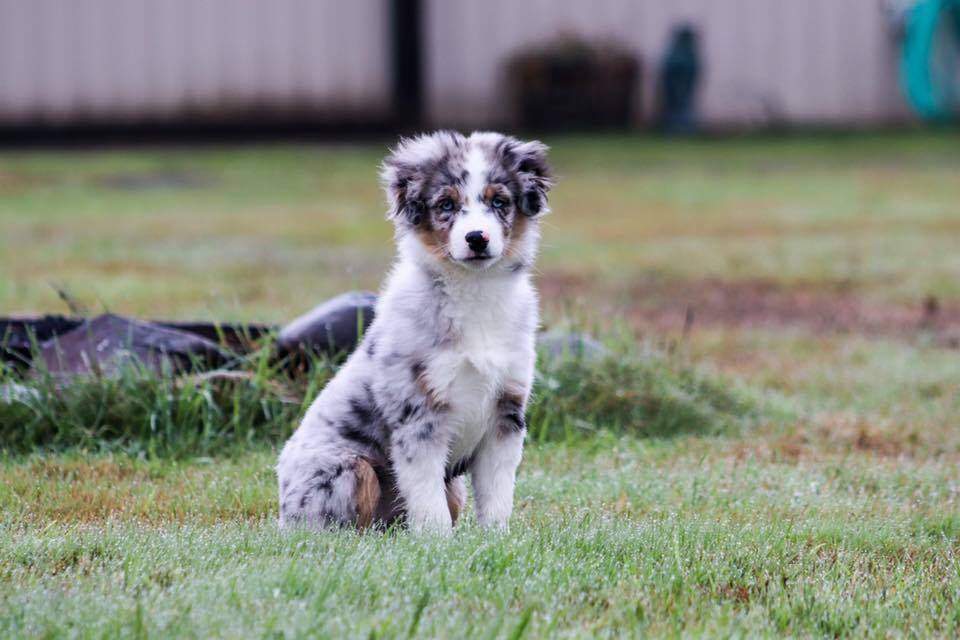 trails end mini american shepherds