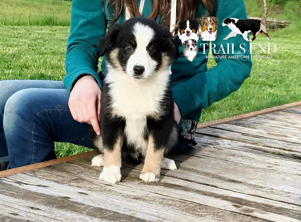trails end mini american shepherds
